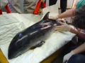 Harbor Porpoise