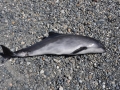 Harbor Porpoise