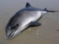 Harbor Porpoise