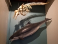 Harbor Porpoise