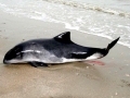 Harbor Porpoise