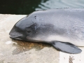 Harbor Porpoise