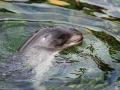 Harbor Porpoise