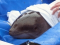 Harbor Porpoise