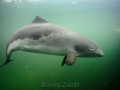 Harbor Porpoise