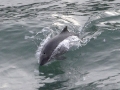 Harbor Porpoise