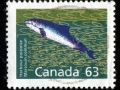 Harbor Porpoise