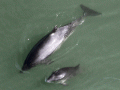 Harbor Porpoise