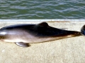 Harbor Porpoise