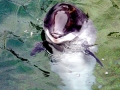 Harbor Porpoise