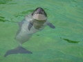 Harbor Porpoise