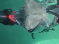 Harbor Porpoise