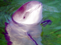 Harbor Porpoise