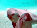Harbor Porpoise
