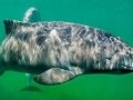 Harbor Porpoise