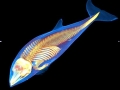 Harbor Porpoise