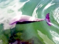 Harbor Porpoise