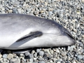 Harbor Porpoise