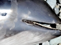 Harbor Porpoise