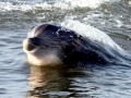 Harbor Porpoise