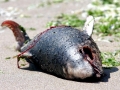 Harbor Porpoise