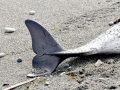 Harbor Porpoise