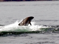 Harbor Porpoise