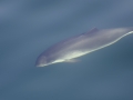 Harbor Porpoise