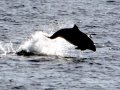 Harbor Porpoise