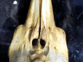 Harbor Porpoise