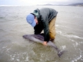 Harbor Porpoise