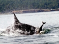 Harbor Porpoise
