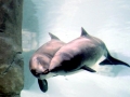 Harbor Porpoise