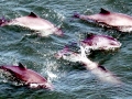 Harbor Porpoise