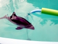 Harbor Porpoise