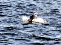 Harbor Porpoise