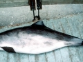 Harbor Porpoise