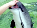 Harbor Porpoise
