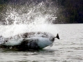 Harbor Porpoise