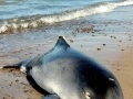 Harbor Porpoise