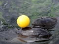 Harbor Porpoise