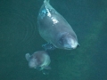 Harbor Porpoise