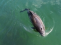 Harbor Porpoise