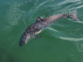 Harbor Porpoise
