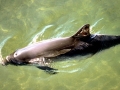 Harbor Porpoise