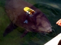 Harbor Porpoise
