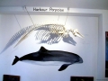 Harbor Porpoise