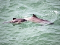 Harbor Porpoise