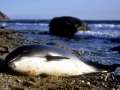 Harbor Porpoise