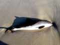 Harbor Porpoise